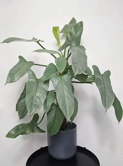 philodendron silver sword, View more
