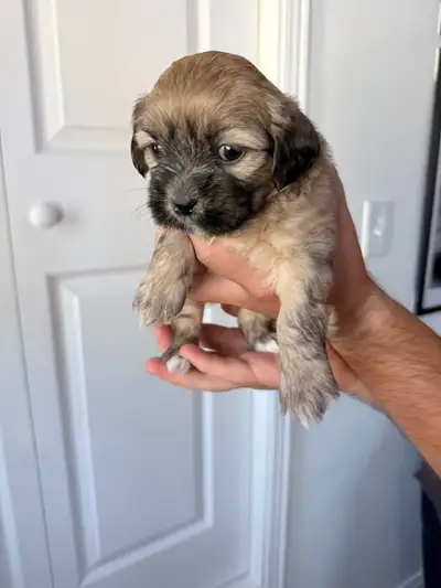 Shih Tzu Puppies, View more