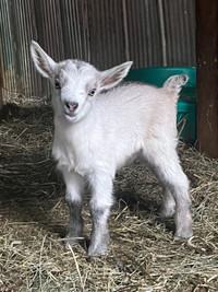 Fainting x Pygmy Female Goat