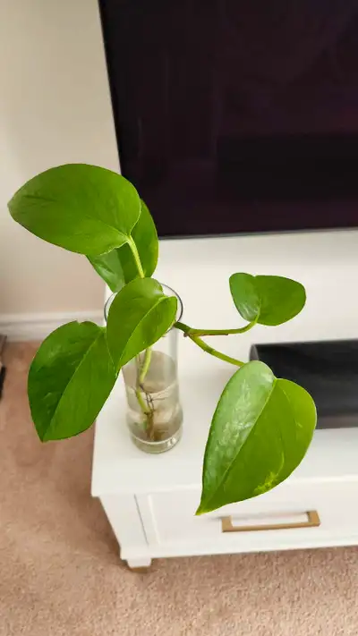 Money Plant Pothos Indoor Plant Price $10 Pick up from Brampton Main intersection Creditview and San...