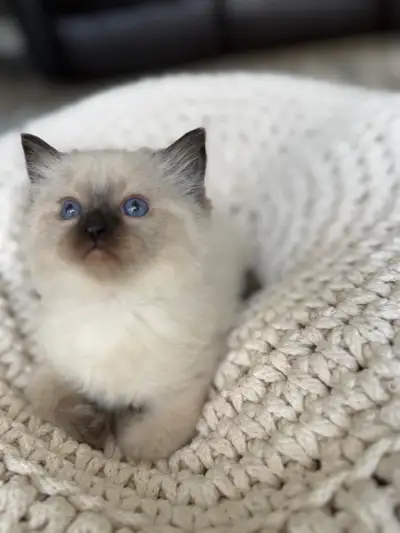 TICA Registered Ragdoll Kitten, View more