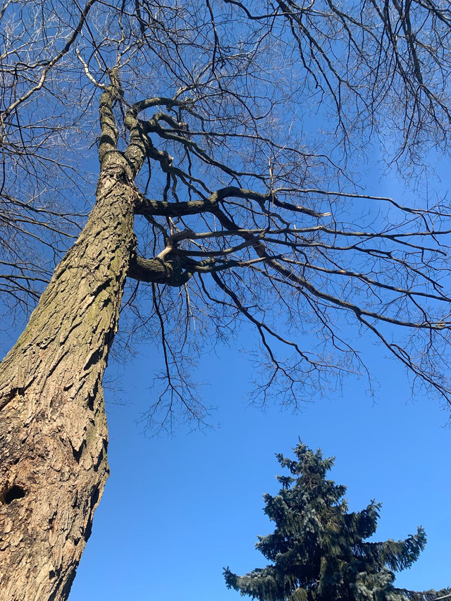 Sweeney Tree Care in Other in Sudbury - Image 2