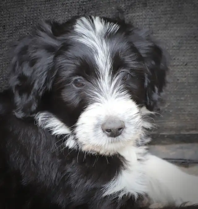 6 TRÈS  RARES BORDOODLES, DOODLES,   CHIOTS,PUPPY in Dogs & Puppies for Rehoming in Laurentides - Image 7