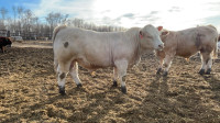 Purebred Charolais bulls for sale