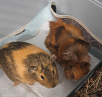 Two Guinea pigs ,cage and all supplies included