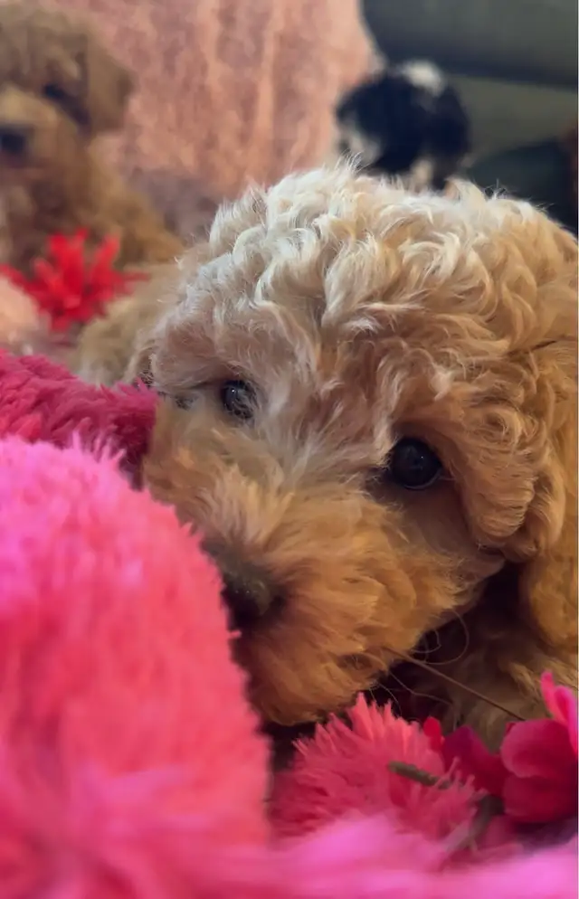 Adorable Charismatic Poochons in Dogs & Puppies for Rehoming in Delta/Surrey/Langley - Image 9