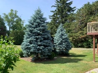 Beautiful blue spruce pine trees!
