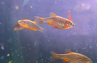 Home Bred Celestial Pearl Danios