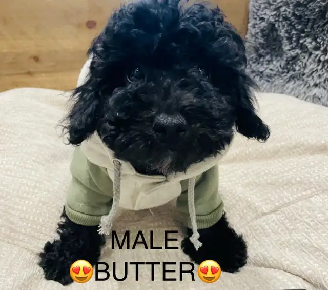 ❤️❤️Cavapoo puppies❤️❤️ in Dogs & Puppies for Rehoming in City of Toronto - Image 4
