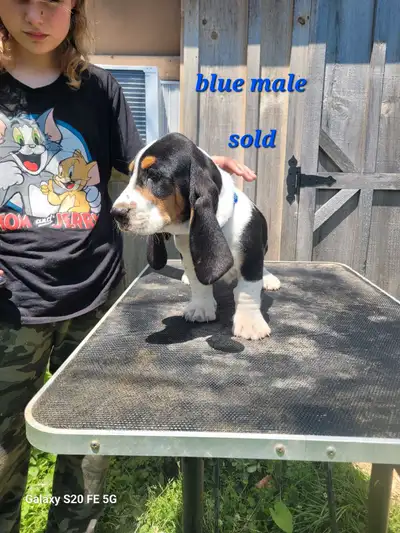 basset hound puppies, View more