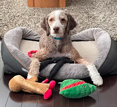 Male Bernedoodle for Rehoming, View more