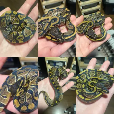 Normal het Pied [F], View more