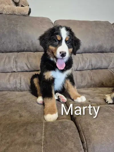 Bernese Mountain Dog Puppies, View more