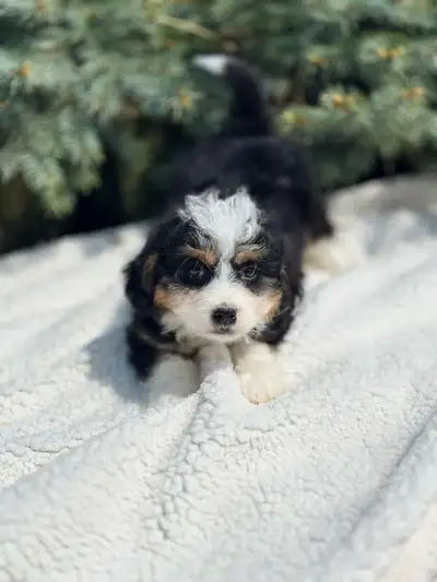 Adorable Mini Bernedoodle Puppies For Loving Homes