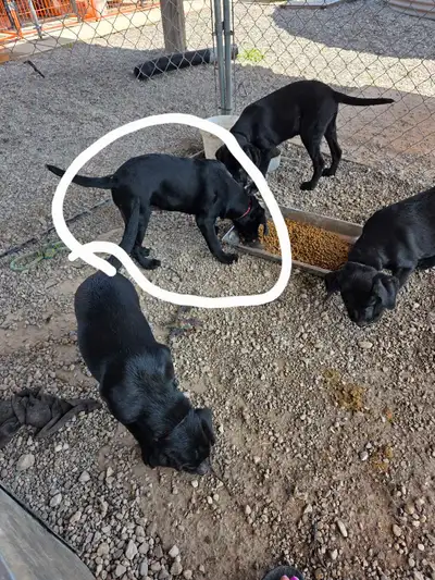 Puppies for sale, View more