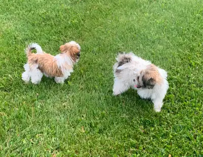 Two adorable Shih Tzu Puppies looking for their forever homes.❤️ 1 Male , 1 Female , Non-shedding an...