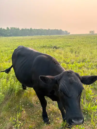 Heifer for sale, View more