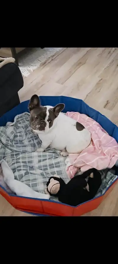 Bouledogue francais de 4 ans !, View more