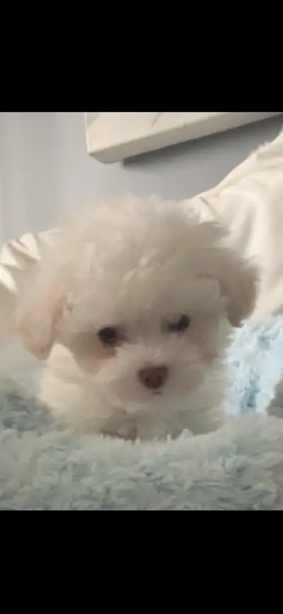 Malshi puppie/ 1 LEFT, View more