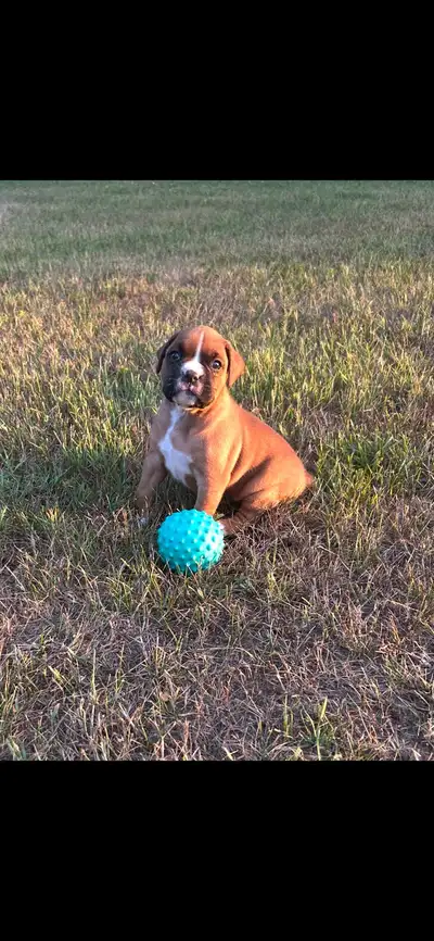 Beautiful Purebred Boxer Puppies, View more