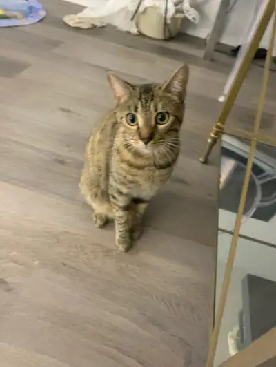 Cat for sale, View more