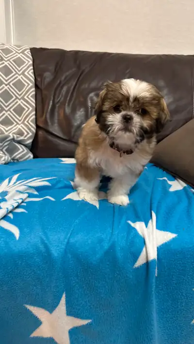10 week old Shih Tzu Puppy, View more