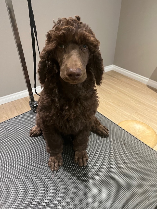 Housebroken Standard Poodle Puppies Purebred Price Negotiable Dogs & Puppies for Rehoming