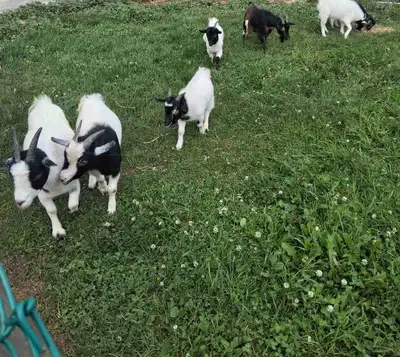 Pygmy Goats, View more