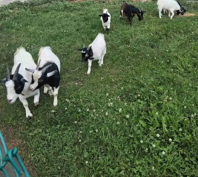 Pygmy Goats in Livestock in Owen Sound - Image 2