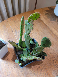 6x super healthy Opuntia Cacti (2 kinds) w. Mexican hat babies