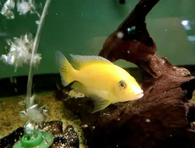 yellow morph dragonblood male 4.5", View more