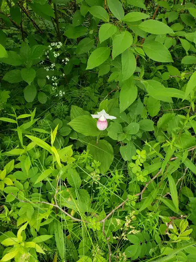 Looking for 10 to 20 acres with some water bodies but not all wet in the northwest ontario area in a...