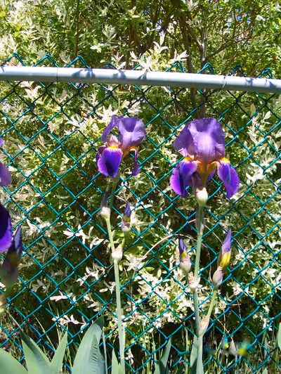Purple Iris: Free Phone 250-763-7357. Please leave message if no answer. Unable to reply to texts or...