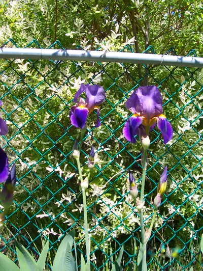 Purple Iris: Free Phone 250-763-7357. Please leave message if no answer. Unable to reply to texts or...
