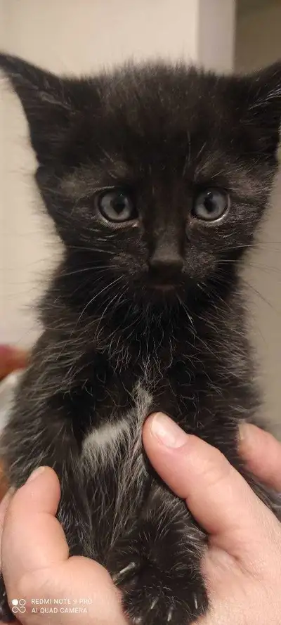 I sell kittens, View more