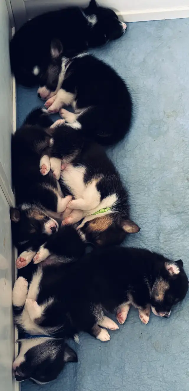Magnifique Corgi Pembroke chiots in Dogs & Puppies for Rehoming in Laurentides - Image 6