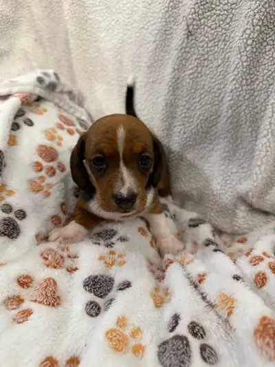 Mini Dachshund Puppies - smooth, View more