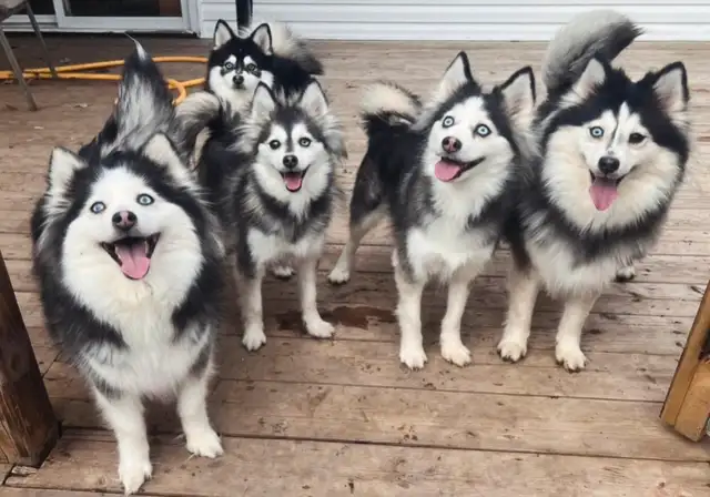 Pomsky mini F4,F4b in Dogs & Puppies for Rehoming in Longueuil / South Shore - Image 10