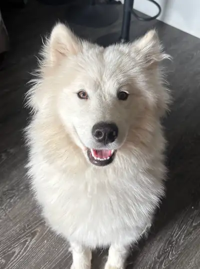 Purebred Samoyd dog. Female is not spayed. Loves to play.