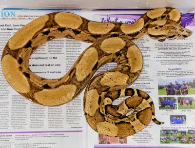 Young Adult Male Hypo Jungle Arabesque 100% Het Vpi Albino, View more
