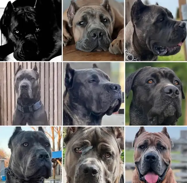 5 big beautiful males, Purebred Cane Corso in Dogs & Puppies for Rehoming in Oshawa / Durham Region - Image 6