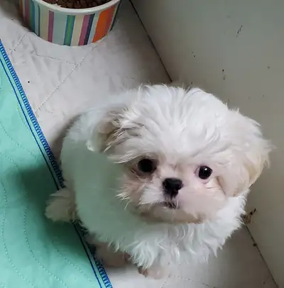 LAST ONE  Ckc registered shih tzu PUPPY, View more