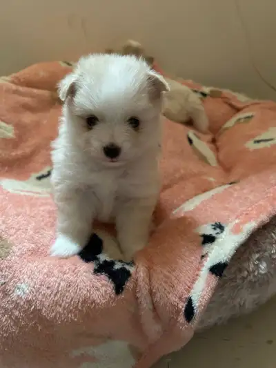 3 male Pom pups for sale, View more