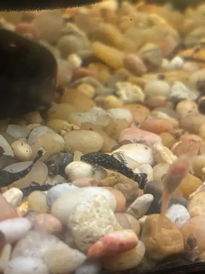 juvenile  starlight bristle nose plecos, View more