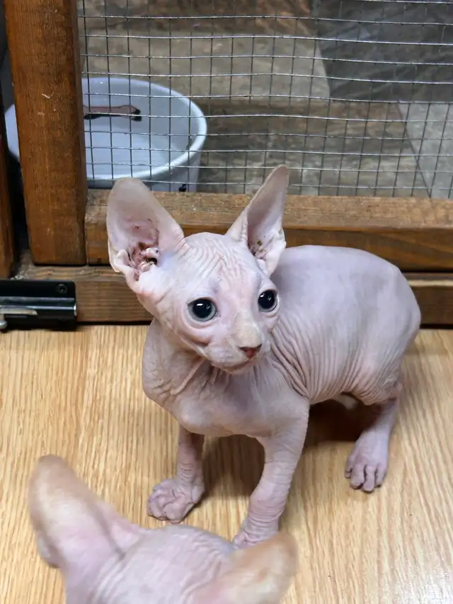 chaton sphynx-elf  in Cats & Kittens for Rehoming in Lanaudière - Image 2