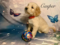 SPRING LITTER of medium size Goldendoodle Puppies, Reserve Now 