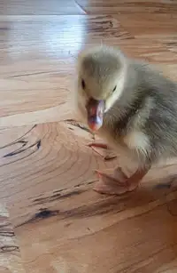 Day old gosling