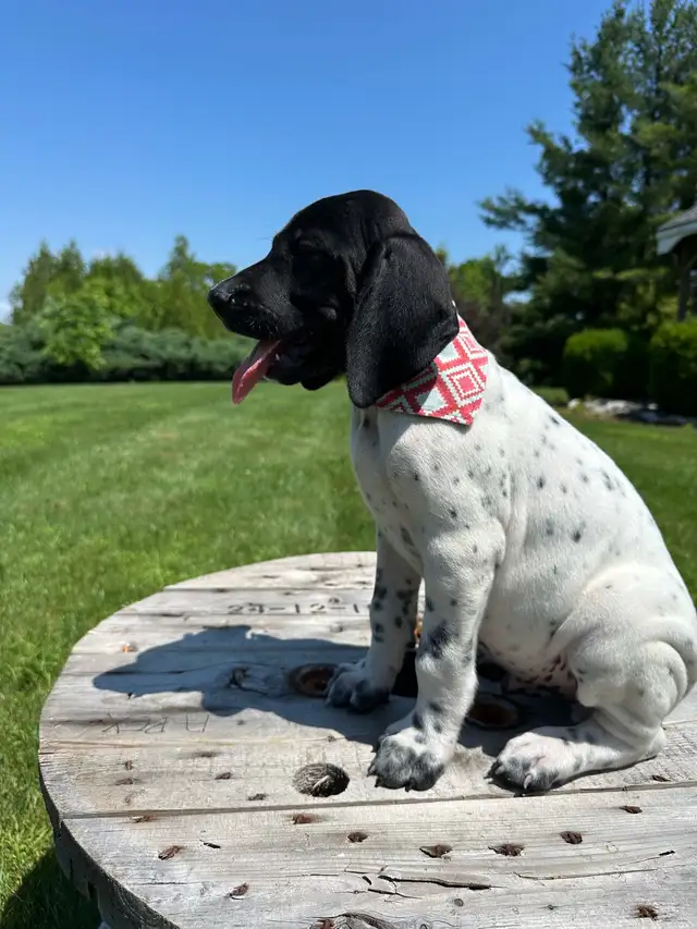 German shorthaired pointer puppies in Dogs & Puppies for Rehoming in Windsor Region - Image 5