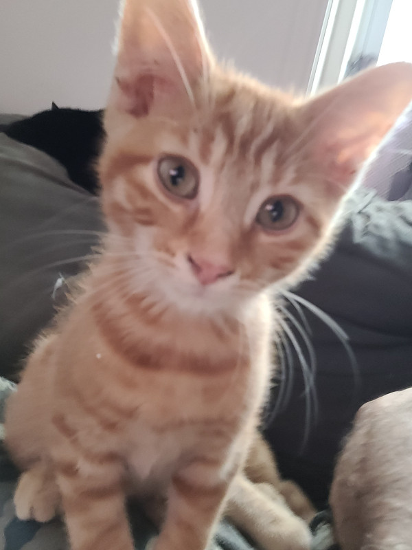KITTENS AND CAT NEED A NICE HOME in Cats & Kittens for Rehoming in North Bay