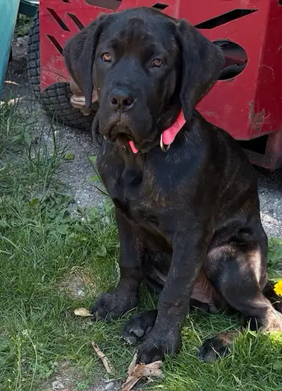 Mastiff Puppies (ONLY 2 LEFT), View more